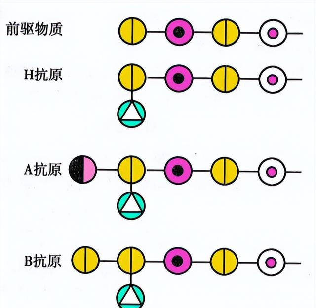 父母都是b型血会生出熊猫血吗，夫妻双方是B型血