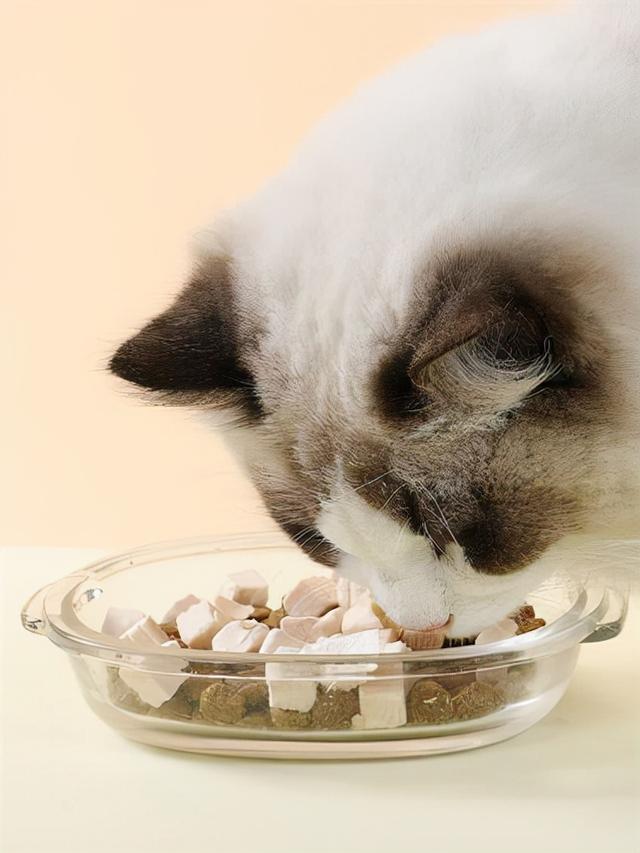 猫最爱吃的10种食物，猫咪可以吃的10种常见人类食物