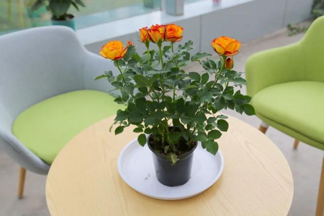 七夕33朵玫瑰花语，<浪漫的数字背后隐藏的秘密>