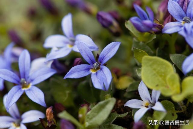 夏天开花的植物，家里养能开花的植物一年四季开花（热不死、晒不死）