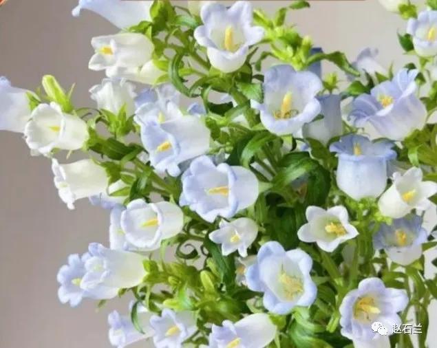 清新可爱的风铃花，漂亮风铃花（其中一个还能吃）