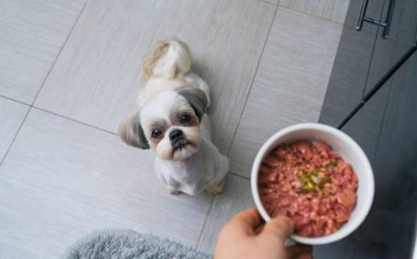 狗狗吃鸡肝好不好，狗狗吃鸡肝好还是吃鸡肺好（狗狗吃鸡肝会出现中毒现象）