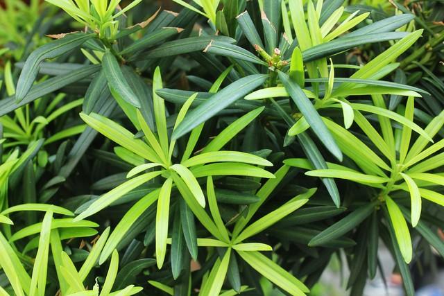 2米高罗汉松价格多少，2米高罗汉松价目表