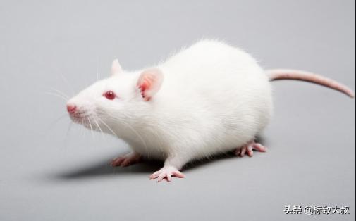 最简单的猫抓老鼠陷阱，6个关于老鼠的有趣小知识