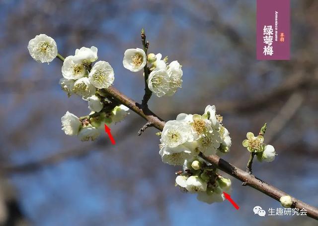 什么梅花品种好，梅花哪个品种比较好看