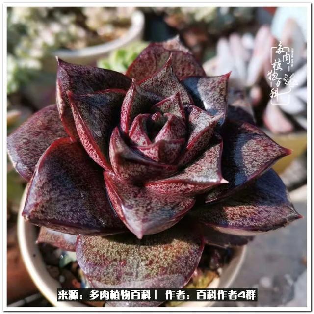 好养的容易上色的景天科多肉，景天科常见多肉图鉴不完全版D系列