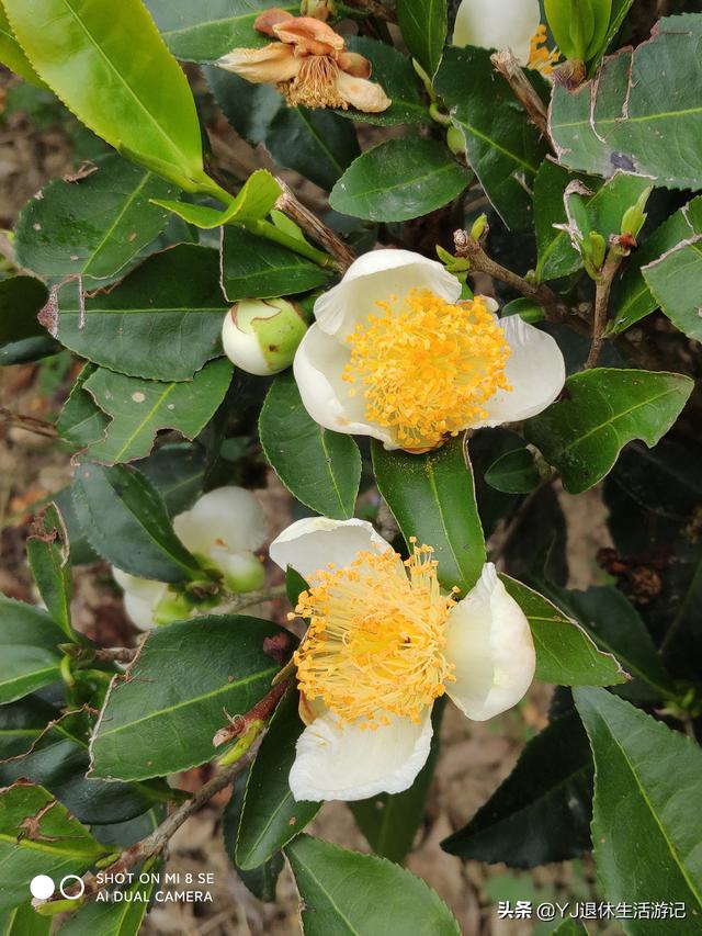 武夷山五日游必去景点，带你穿越千年历史