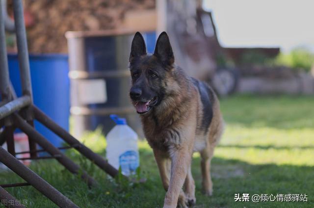 聪明的中大型犬品种，服从性最高的5种中大型犬