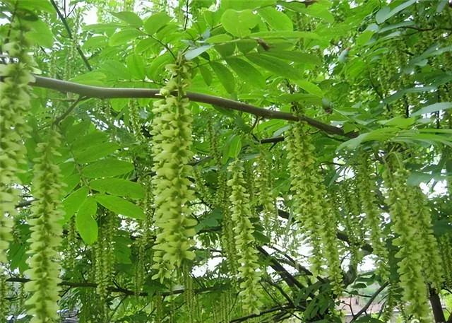花卉图片及名称大全，常见绿植花卉及名称大全（100种常见花图鉴）