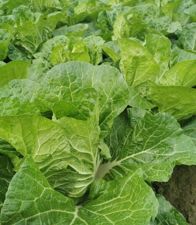 白菜种植技术和注意事项，白菜种植要点分析