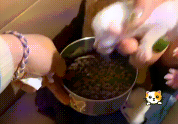 猫一窝能生几只，猫咪最多可以生几窝宝宝（猫妈临近分娩却无处可去）