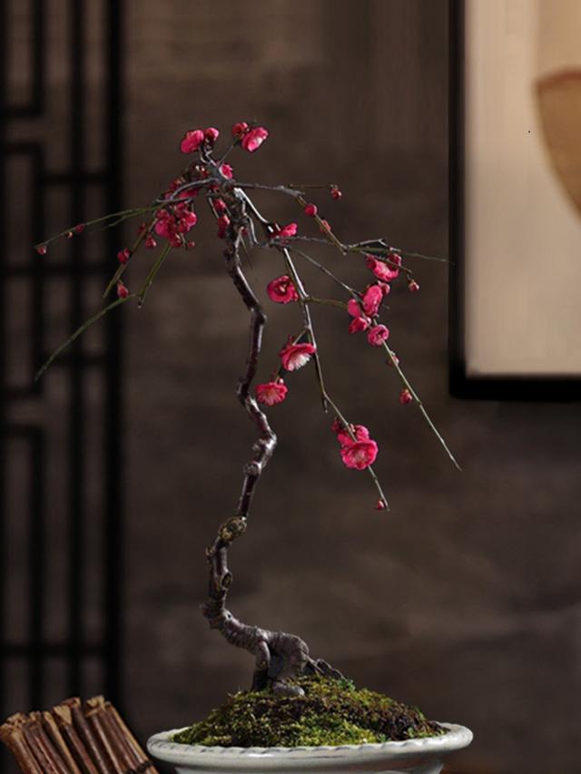 春节花卉品种大全大图，春节遇花期，五彩斑斓过新年