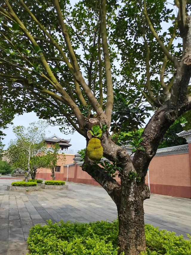 菠萝是热带水果吗，菠萝蜜属于热带水果么（这样做香甜可口不“扎嘴”）