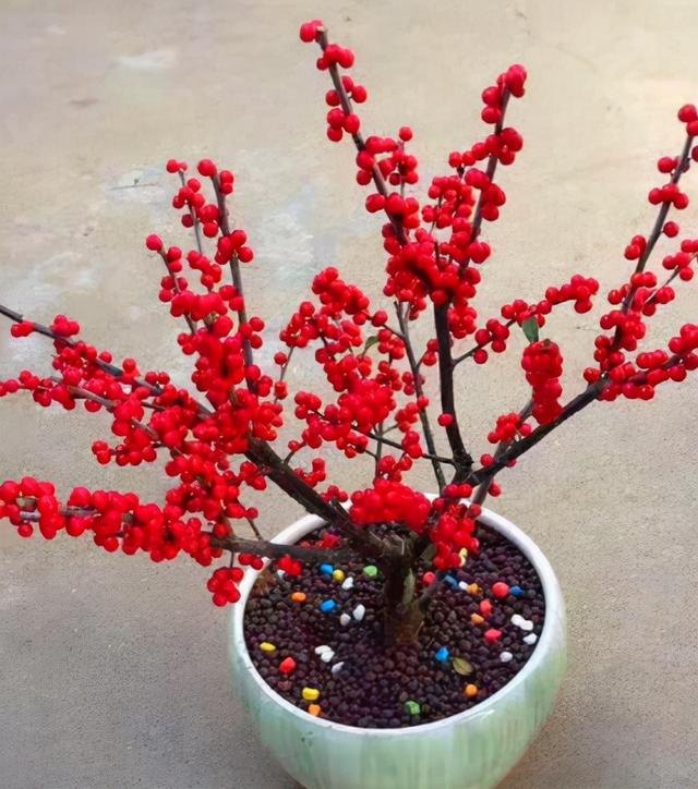 最漂亮的20种花，10种花中贵货太好看