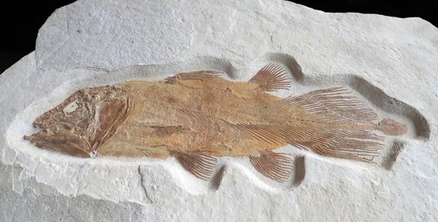 人的祖先是鱼吗，科学家证实人类是鱼进化而来