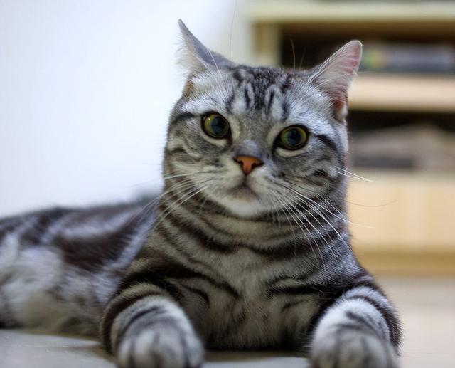 美短猫的优点与缺点，美短猫优点VS缺点
