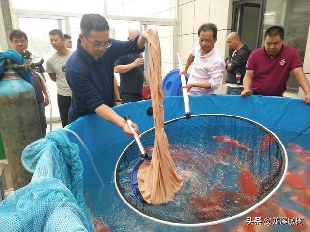 锦鲤各品种的寓意和象征，锦鲤品类介绍<一>