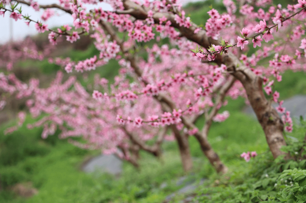 第36届桃花节开幕啦，又是一年三月三桃花节