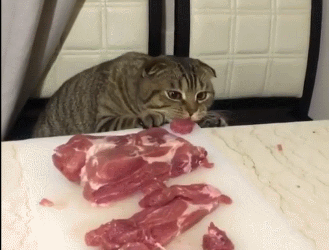 猫最爱吃的10种食物，猫咪可以吃的10种常见人类食物