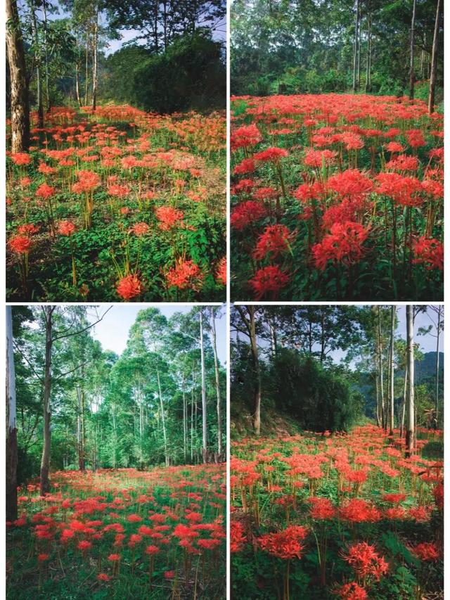 粉黛草向日葵彼岸花海...成都有多少惊喜，粉黛花海花期50天