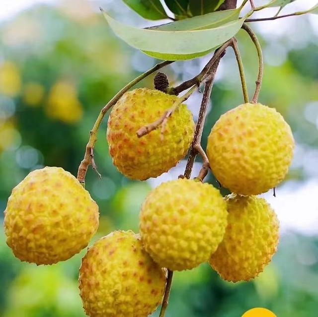 广东灵山荔枝采摘，灵山荔枝已成熟