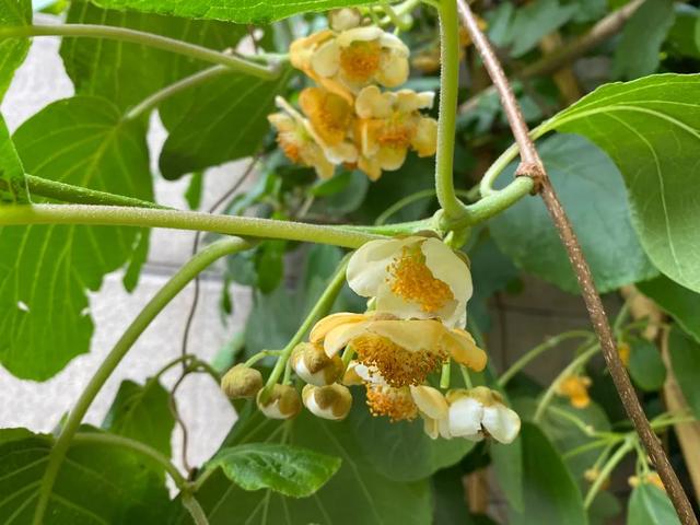 脆香枣子，别样软枣子