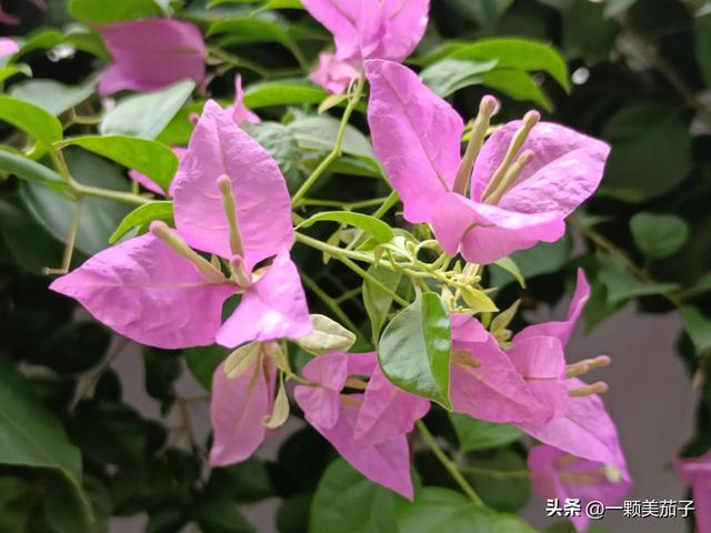 三角梅的含义与花语，最美三角梅广东叫