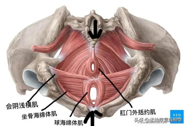 盆底肌肉训练方法，一般盆底肌的正确锻炼方法