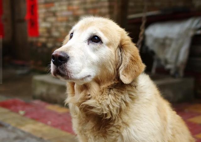 金毛犬的习性和可爱之处，位居最受欢迎狗狗前列