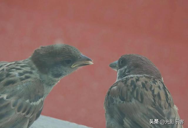 养野鸟的正确方法，强行让野鸟适应笼养环境