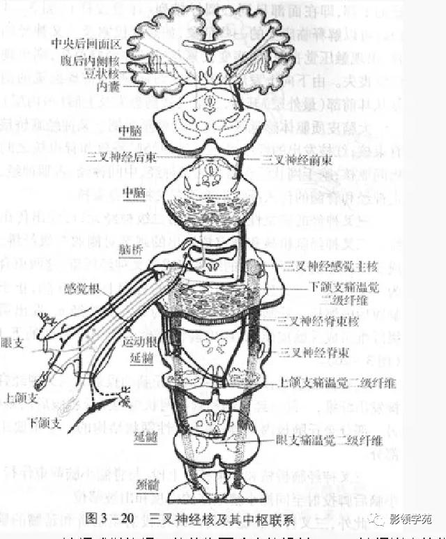 面部血管分布图，三叉神经分支及面部分布规律（玻尿酸怎么打，才会避免栓塞呢）