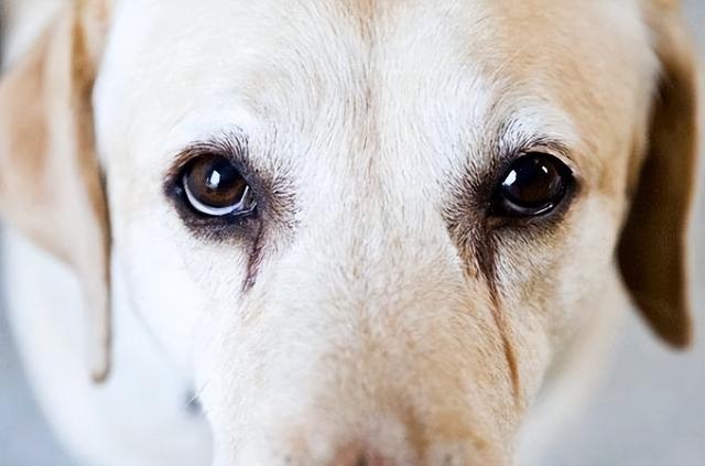 狗狗泪痕怎么快速解决，眼睛常见难题之泪痕