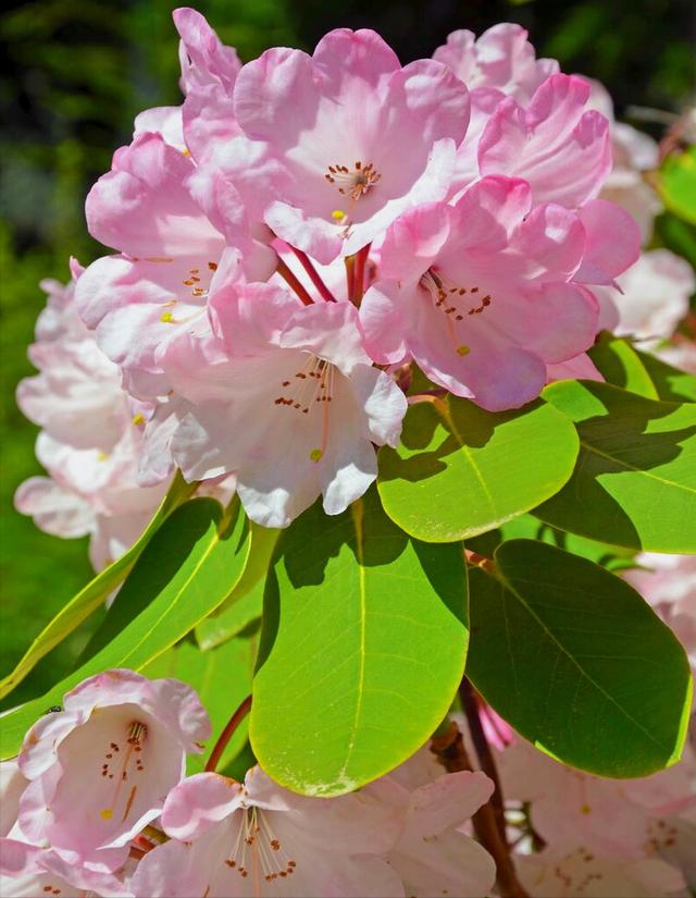花开有期只为在最美时光里遇见你，一花一深情花如人生