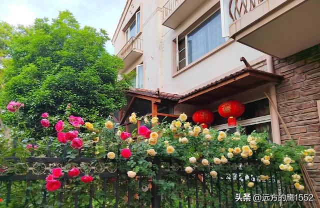 玛格丽特王妃月季，玛格丽特王妃花苞（最值得养的“月季”）