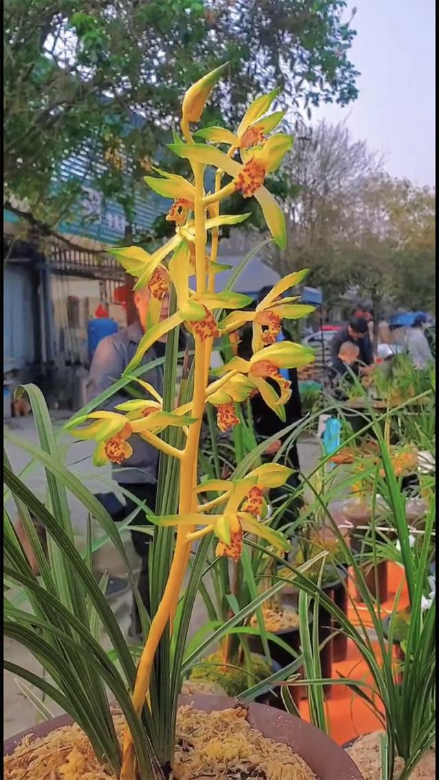 兰花的意思和寓意是什么，兰花是高洁典雅的象征