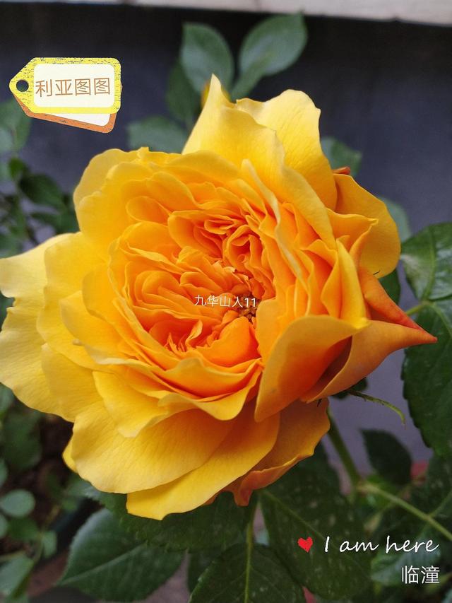 切花月季哪几个品种比较好，常见切花月季一览