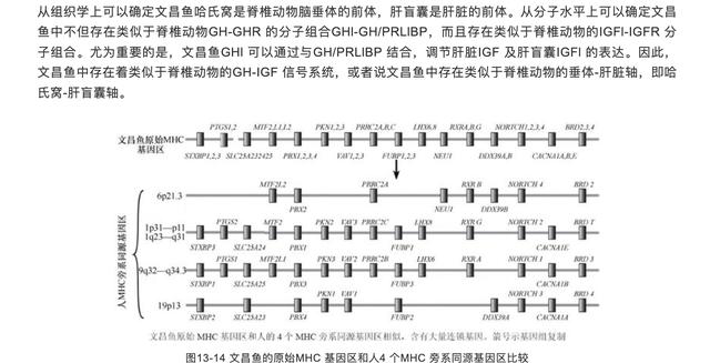 人类的祖先是条鱼?科学家回应，人类的祖先是鱼科学家回应疑问