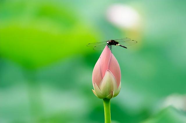 宋朝最出名的诗人有哪些，宋朝10大诗人排行榜