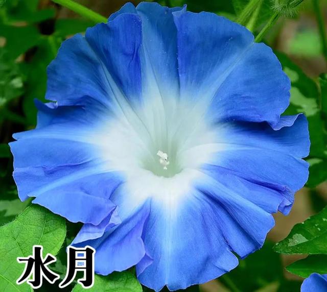 做梦也没想到牵牛花能开成这个样子，斗牛牛心脏（周公解梦：梦见这四种花草）