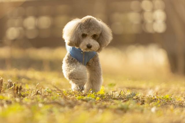 贵宾犬怎么养才不会被惯坏，泰迪犬<贵宾犬>怎么养才听话