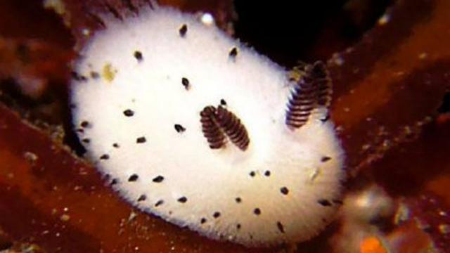 海神海蛞蝓危险吗，被称为“海上最美杀手”的海洋生物出现在南非海滩