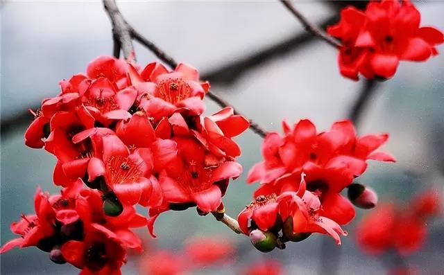 花卉图片及名称大全，常见绿植花卉及名称大全（100种常见花图鉴）