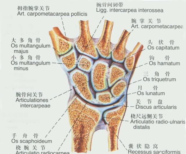 后纵韧带解剖图，颈椎的韧带有哪些