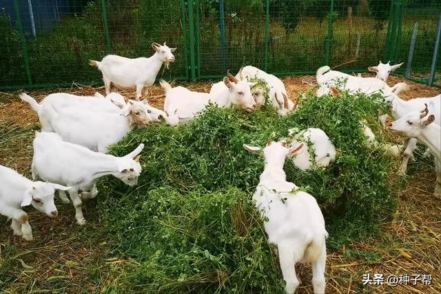 牧草种植品种的选择，干货分享：牧草品种怎么选择