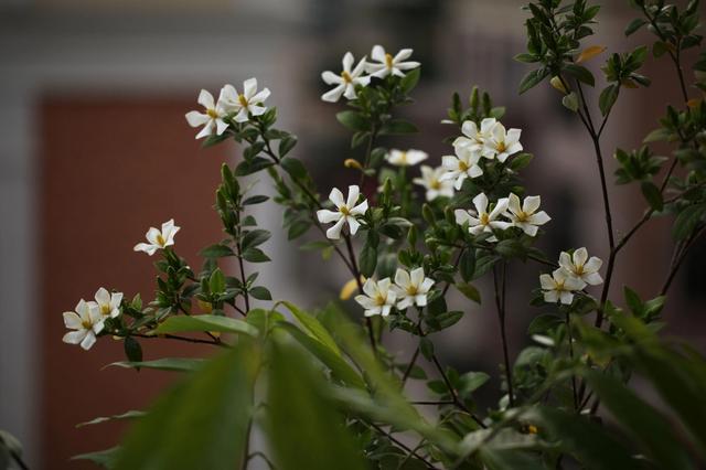 什么花好看又好养，开花好看又好养的花卉（种一盆好看又好养）