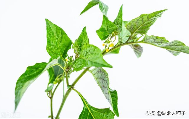 可以吃的野菜种类大全，教你认识不同的野菜和吃法