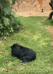 南宁市动物园浣熊介绍，带你去南宁动物园看