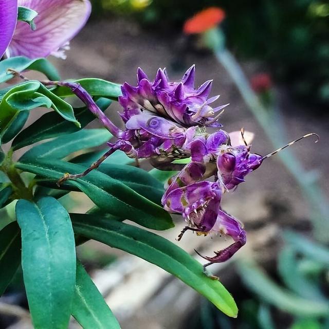 世界上十大最奇怪昆虫，花螳螂被认为是最美丽的昆虫