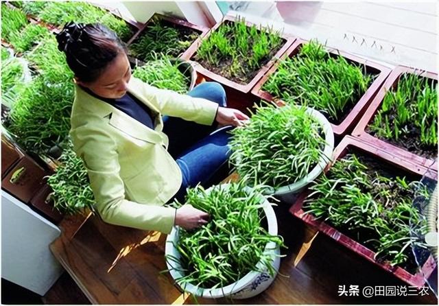 适合阳台种植的6类盆栽蔬菜，如何种植阳台蔬菜