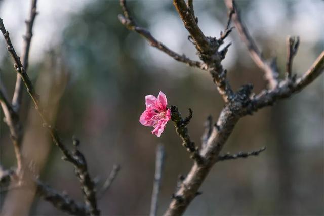 附近看花的地方，深圳最适合去赏花的地方（2023西安及周边赏樱花的地点大全）